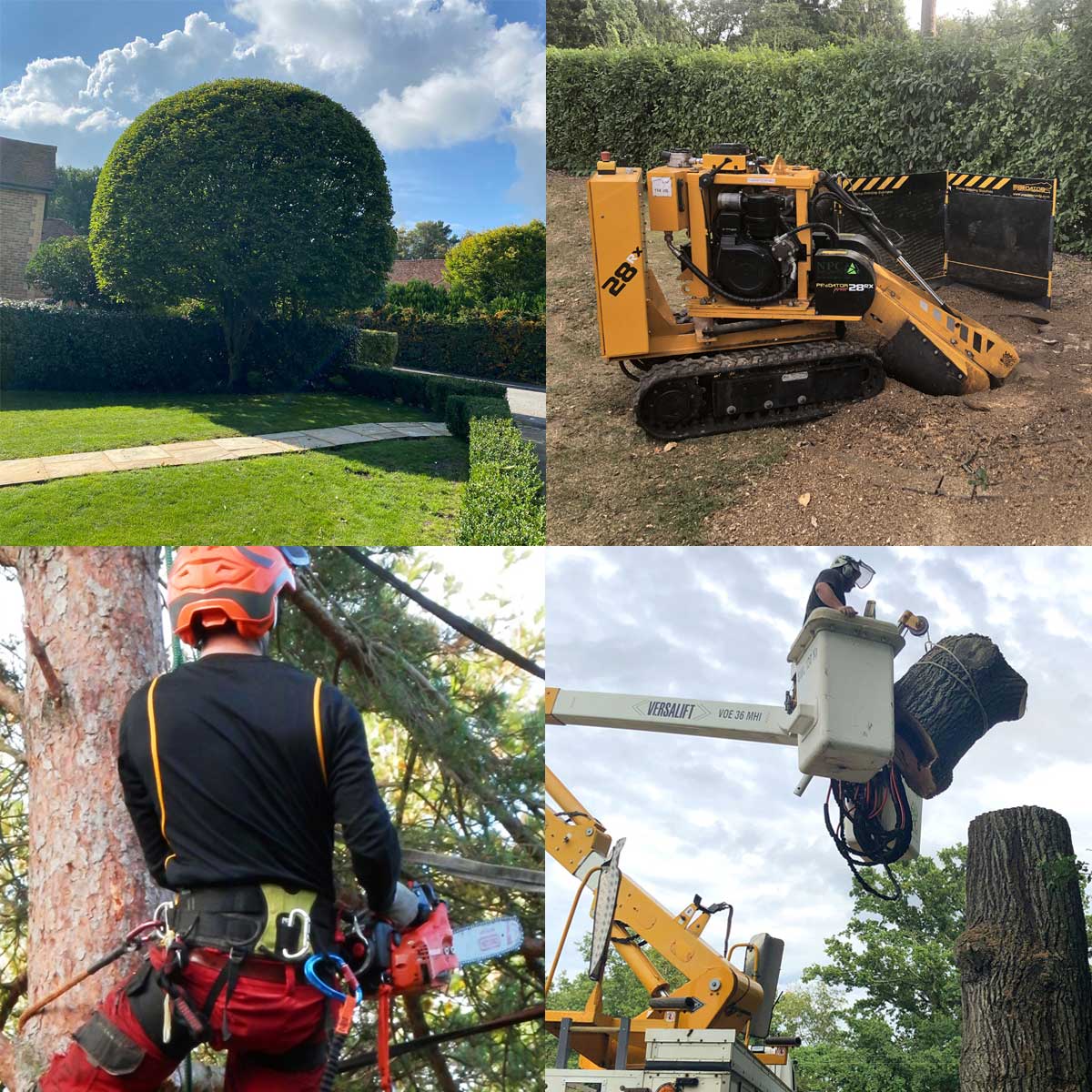 Tree surgery services