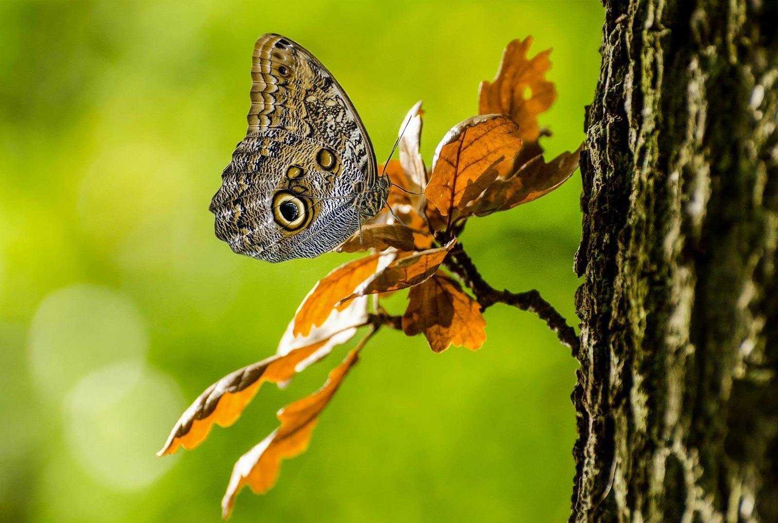 NPC Tree Surgery biodiversity management